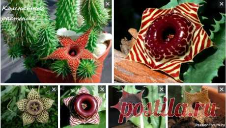 Комнатные растения. Гуэрния Семейство: Ластовневые (Asclepiadaceae).Родина: Аравийский полуостров, Восточная и Южная Африка.Цветение: в зависимости от вида с весны до осени.Рост: средний.Свет: яркое освещение, растения переносят прямые солнечные лучи. Однако при содержании на солнце в самые жаркие часы летом у...