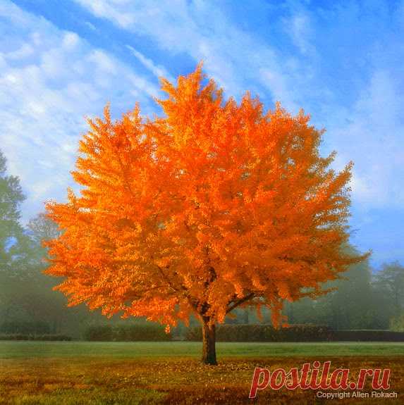 Factory Direct Remodeling of Atlanta: 10 Best Trees for Brilliant Fall Color - Opinion | Alpharetta-Milton, Georgia Patch