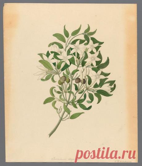 Drawings of plants collected at Cape Town : Wehdemann, Clemenz Heinrich, 1762-1835 : Free Download, Borrow, and Streaming : Internet Archive