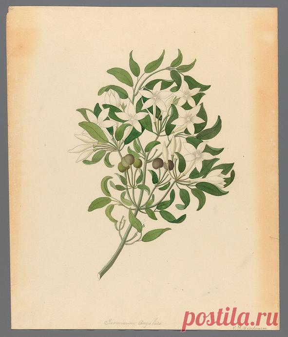 Drawings of plants collected at Cape Town : Wehdemann, Clemenz Heinrich, 1762-1835 : Free Download, Borrow, and Streaming : Internet Archive