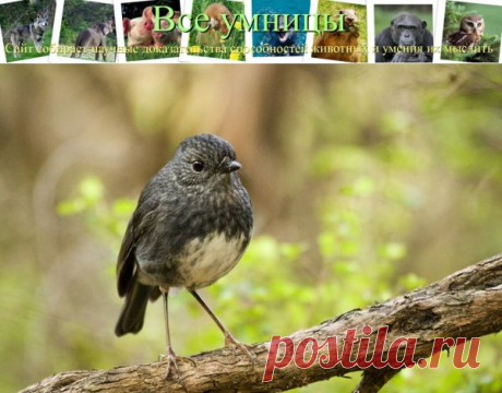 Возможен ли тест на IQ для животных? | Все умницы