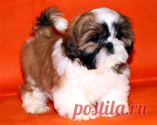 Помет О - HASHANAH HOT N SPICY + CHESVET LINE ZIPPY FUNNY GIRL