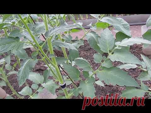 Два томата в одну лунку//преимущества.