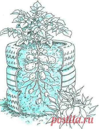 ШИННАЯ КАРТОШКА.