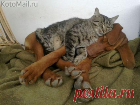 Крепкий сон