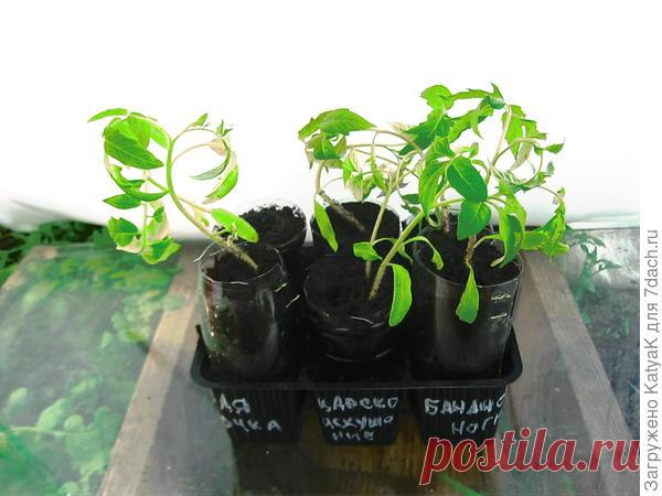 Если рассада вытянулась. Что делать? Лайфхак с фото