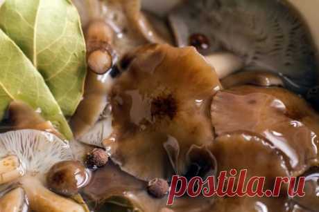 Маринованные вешенки с уксусом без стерилизации &amp;#8212; Домашние