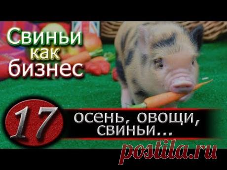 КОРМЛЕНИЕ СВИНЕЙ КАРТОШКОЙ
