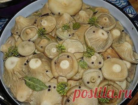 8 ВКУСНЫХ РЕЦЕПТОВ ЗАСОЛКИ ГРУЗДЕЙ! 
1. Грузди, соленые на зиму. простой рецепт без добавления специй. 
Для того чтобы приготовить грузди по этому старому и простому рецепту, нужно взять: 
Соль крупная - 250 грамм; 
Грузди - 5 килограмм вымоченных грибов; 
Собранные вами грузди нужно сначала хорошо почистить, убрать все места, которые вам 
кажутся подозрительными. 
Червивые участки нужно срезать, а также не оставлять те места, в которые есть проколы от хвои. 
После нужно отрезать у каждого г