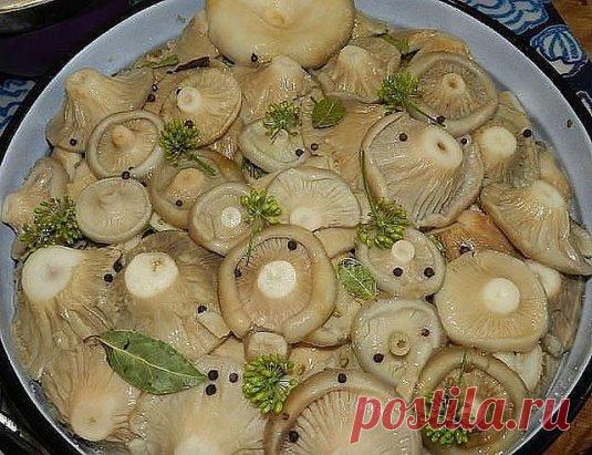 8 ВКУСНЫХ РЕЦЕПТОВ ЗАСОЛКИ ГРУЗДЕЙ! 
1. Грузди, соленые на зиму. простой рецепт без добавления специй. 
Для того чтобы приготовить грузди по этому старому и простому рецепту, нужно взять: 
Соль крупная - 250 грамм; 
Грузди - 5 килограмм вымоченных грибов; 
Собранные вами грузди нужно сначала хорошо почистить, убрать все места, которые вам 
кажутся подозрительными. 
Червивые участки нужно срезать, а также не оставлять те места, в которые есть проколы от хвои. 
После нужно отрезать у каждого г