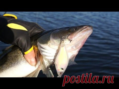 Ловля судака на спиннинг