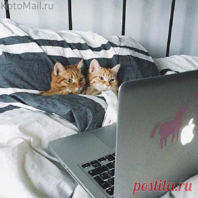 Ещё про мышек мы смотрим мультики!