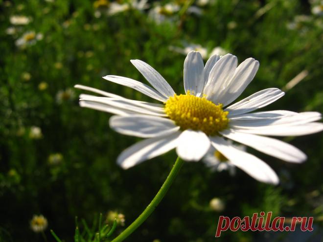 любит-не любит