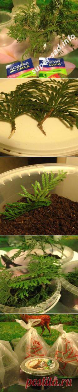 Черенкуем хвойники – сажаем то, что не можем купить. | Супер сад