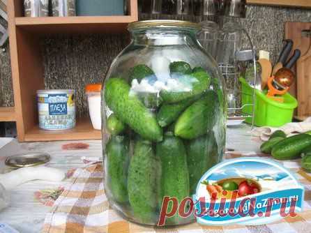Свежие огурцы на зиму » Кулинарные рецепты домашней кухни, -рецепты / Кулинарная Копилка