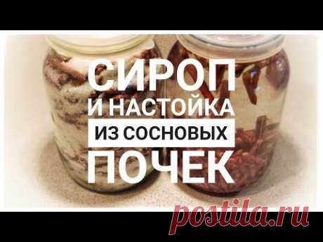 Сироп и настойка из сосновых почек. Крайне полезный рецепт!!!