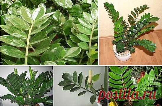 ЗАМИОКУЛЬКАС - ДОЛЛАРОВОЕ ДЕРЕВО 
СЕКРЕТЫ УХОДА 
 
Прекрасное, вечнозеленое растение с блестящими, мясистыми тёмно-зелёными листьями. При хорошем уходе растение достигает до 1- 1,5 метра в длину и уже успело зарекомендовать себя как одно из самых красивейших и ЗАМИОКУЛблагородных комнатных растений. В простонародье зеленого красавца с мощным клубнеобразным корневищем называют просто –долларовое или денежное растение. Догадались, о каком растении идет речь?! Да, действительно, это оно – полюбивше