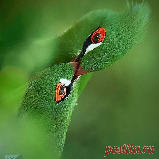 Photo by Best bird pictures on September 08, 2020. На изображении может находиться: птица и на улице.