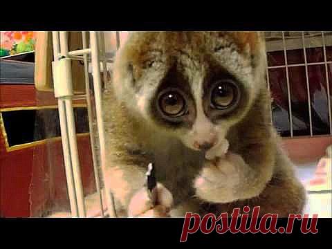 Видеоматериал. Забавный перекус.