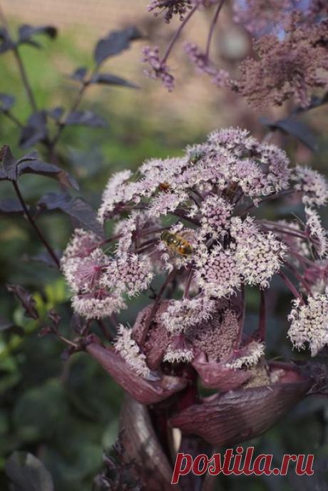 Я люблю ✿ ЦВЕТЫ ✿ | I ♥ Flowers