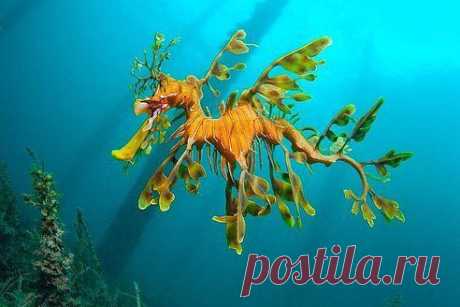 Морской конёк–тряпичник (длина тела до 35 см, обитает в водах Индийского океана), находится под угрозой уничтожения, становясь экземплярами коллекций очарованных их внешним видом водолазов–любителей, а также из–за промышленных выбросов.