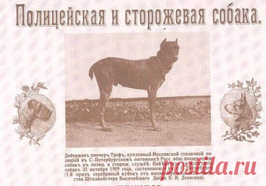Полицейские служебные собаки: задержание преступника