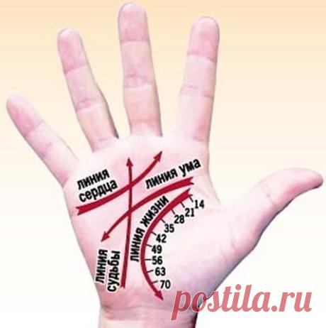 КАК ЧИТАТЬ ЛИНИИ НА РУКАХ
Немного о том, что мы и как можем прочитать по нашей руке благодаря хиромантии. Другими словами - как гадать по руке и с чего начать :) 
1. Определите ту руку, какую необходимо изучать.
В хиромантии существуют понятия «активная рука» и «пассивная рука». Активная рука – это чаще всего та рука, которой вы пишете, соответственно пассивная – другая. Пассивная рука отвечает за наследственные признаки, за то, что в вас заложено генетически, а активная –...