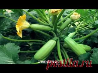 Секреты по выращиванию кабачков