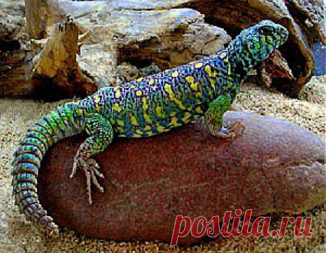 Агамы в домашней обстановке | Природа