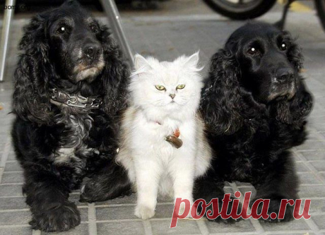 миледи и гвардейцы кардинала...