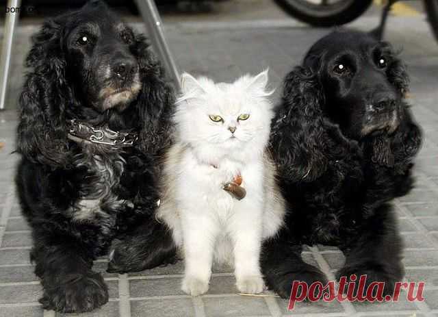 миледи и гвардейцы кардинала...