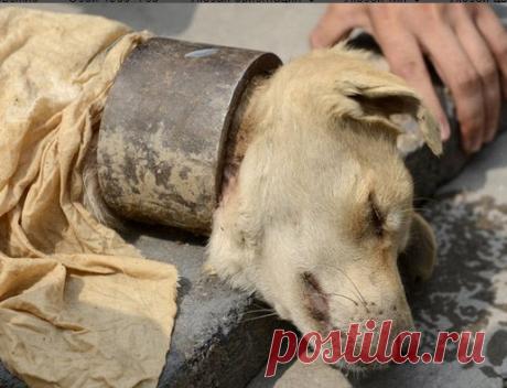 Почему я помогаю животным