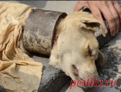 Почему я помогаю животным