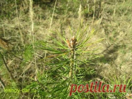 Сосновые почки