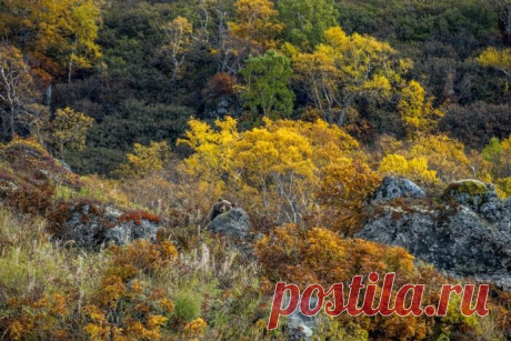 ФОТО: «Эта медведица приплыла на остров Саманг, расположенный на территории Южно-Камчатского заказника, одной из первых. На острове уникальные условия для зимовки: крутые берега, поросшие непроходимым для человека стлаником, много рыбы и ягод и большое количество пещер в застывших лавовых потоках. Вот и торопятся медведи занять «лучшие квартиры». А пока не пришла зима, можно понежиться на теплом осеннем солнышке», — рассказывает фотограф Геннадий Юсин, Россия. Номинация «Гармония жизни» - научн