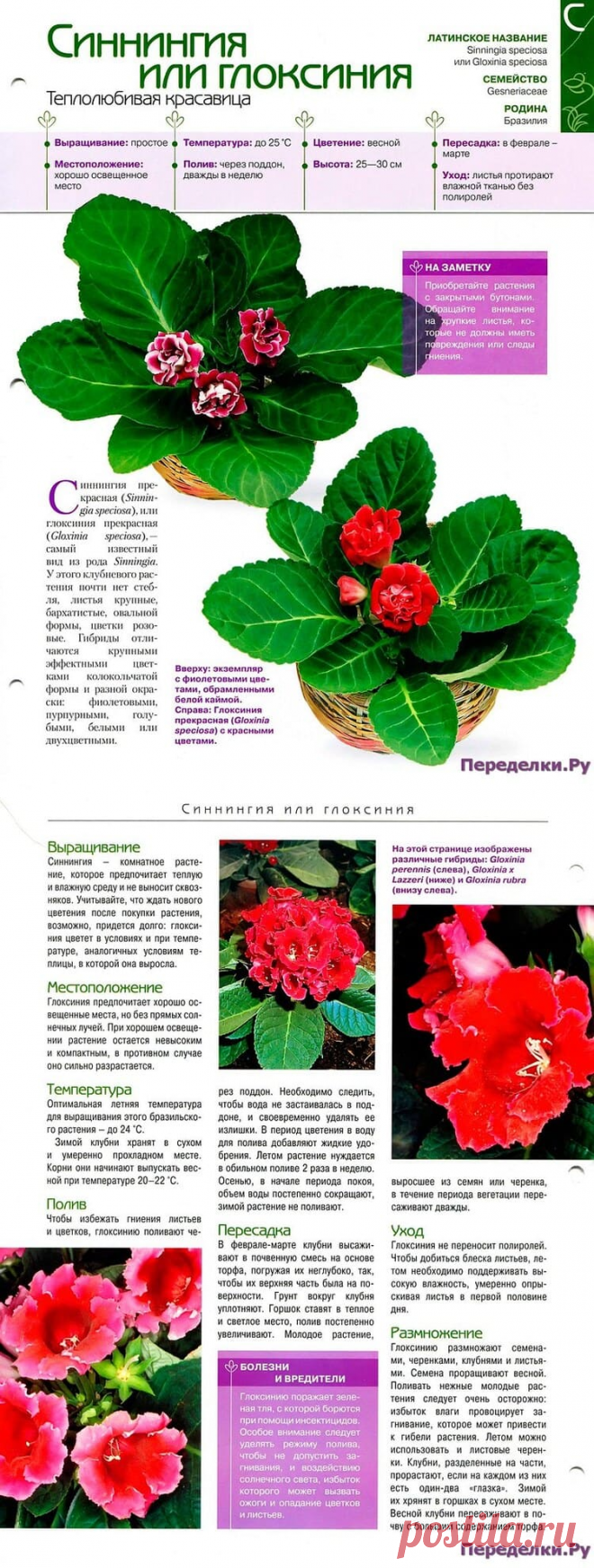 Синнингия или глоксиния * Переделки.РуПеределки.Ру