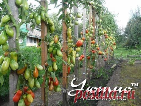 Уютно ● Рецепты ● Здоровье ● Огород ● Рукоделие