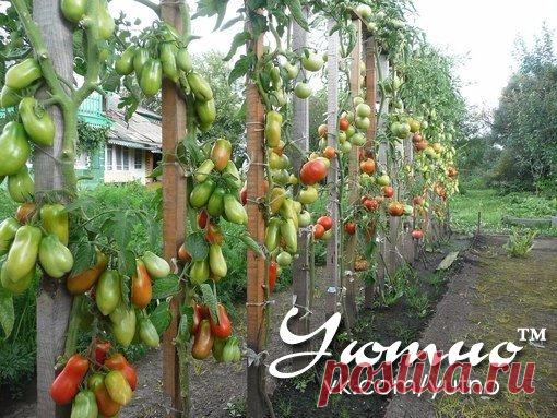 Уютно ● Рецепты ● Здоровье ● Огород ● Рукоделие