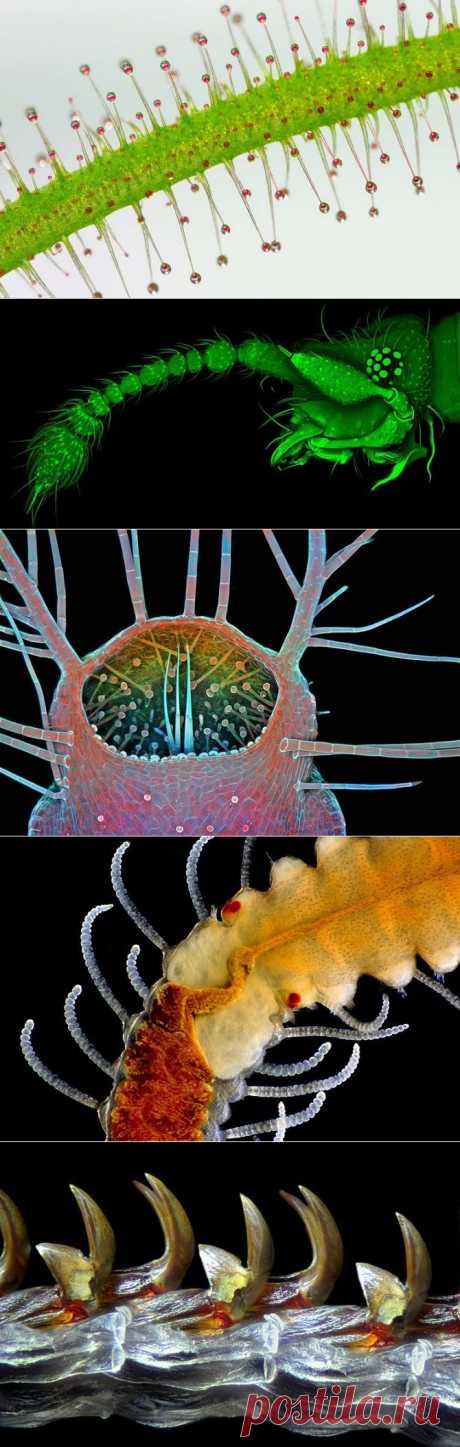 Снимки финалистов конкурса Nikon Small World 2015 — Фотоискусство