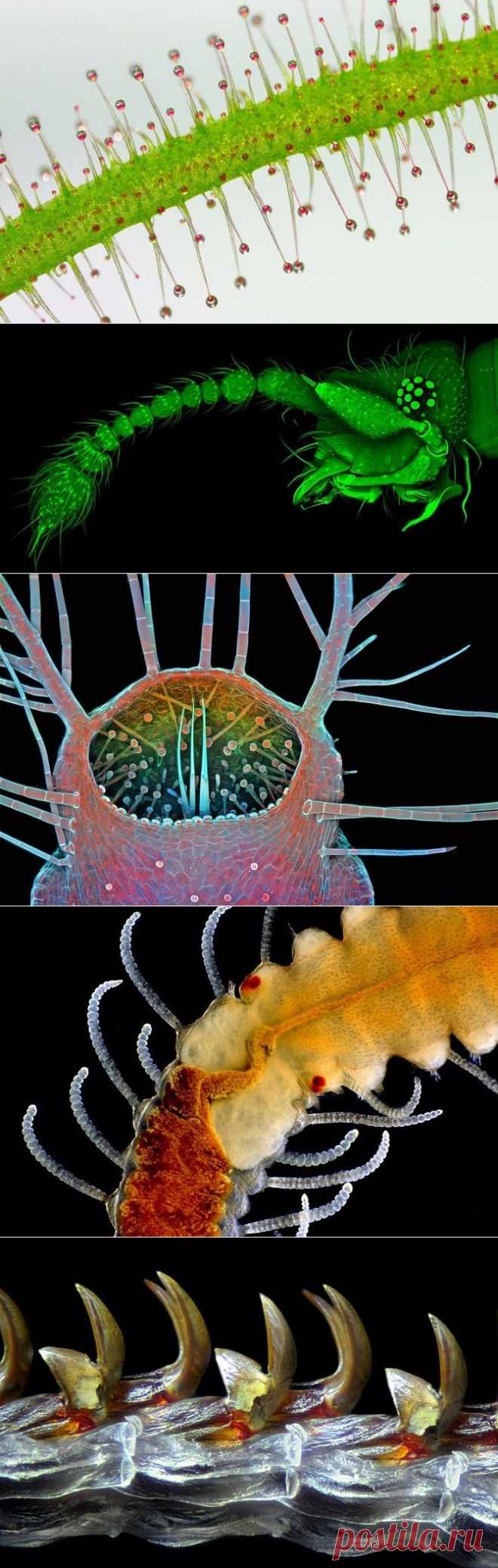 Снимки финалистов конкурса Nikon Small World 2015 — Фотоискусство
