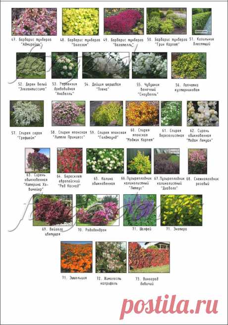 Ландшафтное проектирование участка. Визуализация ландшафтного дизайна.