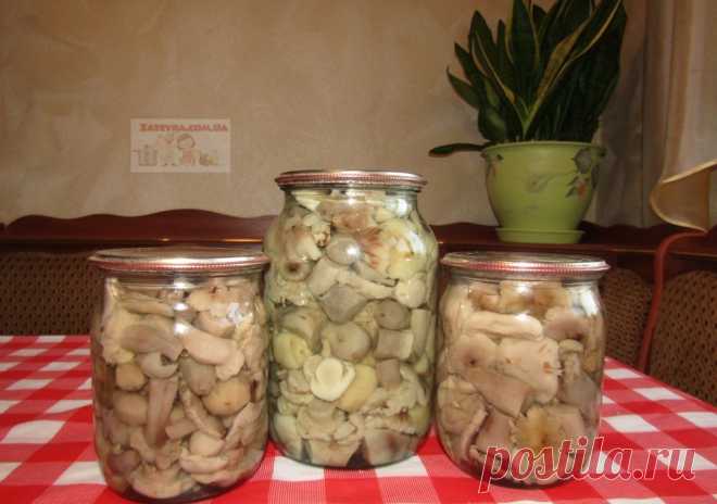 Маринованные рядовки
