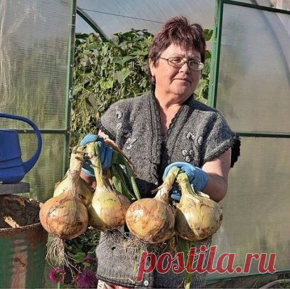 Лук китайским способом - попробуйте, не пожалеете!
В этом году лук у нас в огороде вырос на диво. Луковицы необыкновенно крупные, здоровые, ярко-оранжевого цвета, что свидетельствует о хорошей зрелости. Правда, довольно плоской формы, что не совсем отвечает его сортовому признаку. Дело в том, что мы впервые воспользовались китайским способом — выращивали лук на гребнях.
Охотно поделюсь своим опытом
Лук лучше всего выращивать на следующий год после капусты, шпината, огурцов, кабачков, тыквы, г