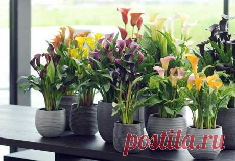 Цветы каллы — уход и выращивания в домашних условиях Описание растения Калла, или зантедеския – многолетник семейства Ароидные. Встречается в тропических областях Африки и Южной Америки. Предпочитает берега водоемов и болотистые места. Широко применяетс...