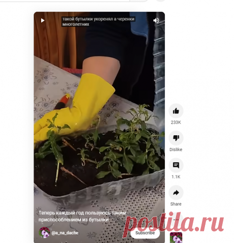 (335) Теперь каждый год пользуюсь таким приспособлением из бутылки - YouTube