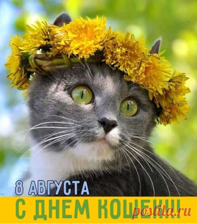 В день кошек пожелаю их любить,
Пусть коготки от нежности вонзают,
Как кошки грациозными нам быть,
И создавать уют, которым их пленяют.