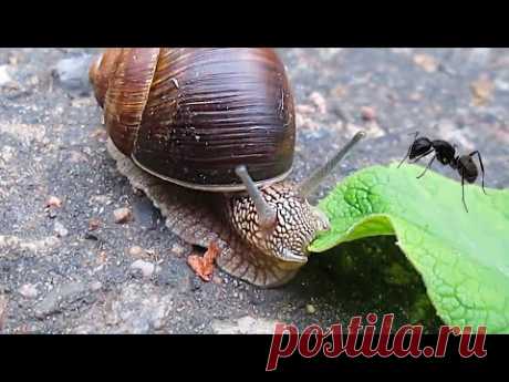 Улитка и муравей 🐌&amp;🐜 - YouTube