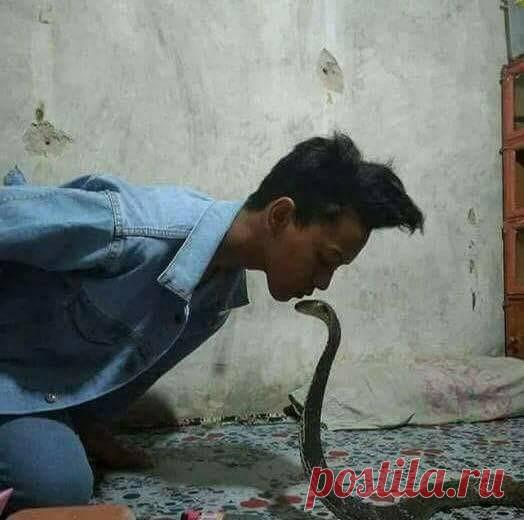 История дружбы человека и кобры в картинках - Уж лучше бы о завел себе кота! Парень из Вьетнама завёл себе кобру и считал, что они дружат. А кобра жила у него и ничего не считала. Предлагаем взглянуть на короткую, но яркую и историю их "дружбы".