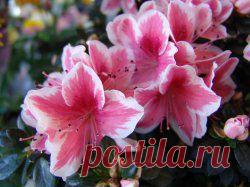 Азалия (домашний рододендрон) » "Газета садовод" - сетевое издание