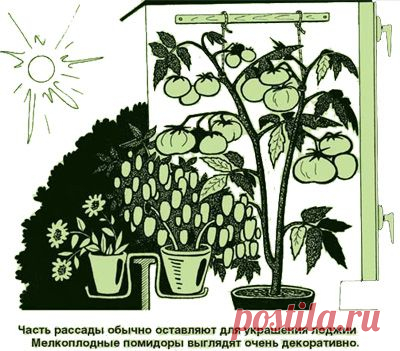 Что главное для выращивания рассады? советы от Павла Траннуа